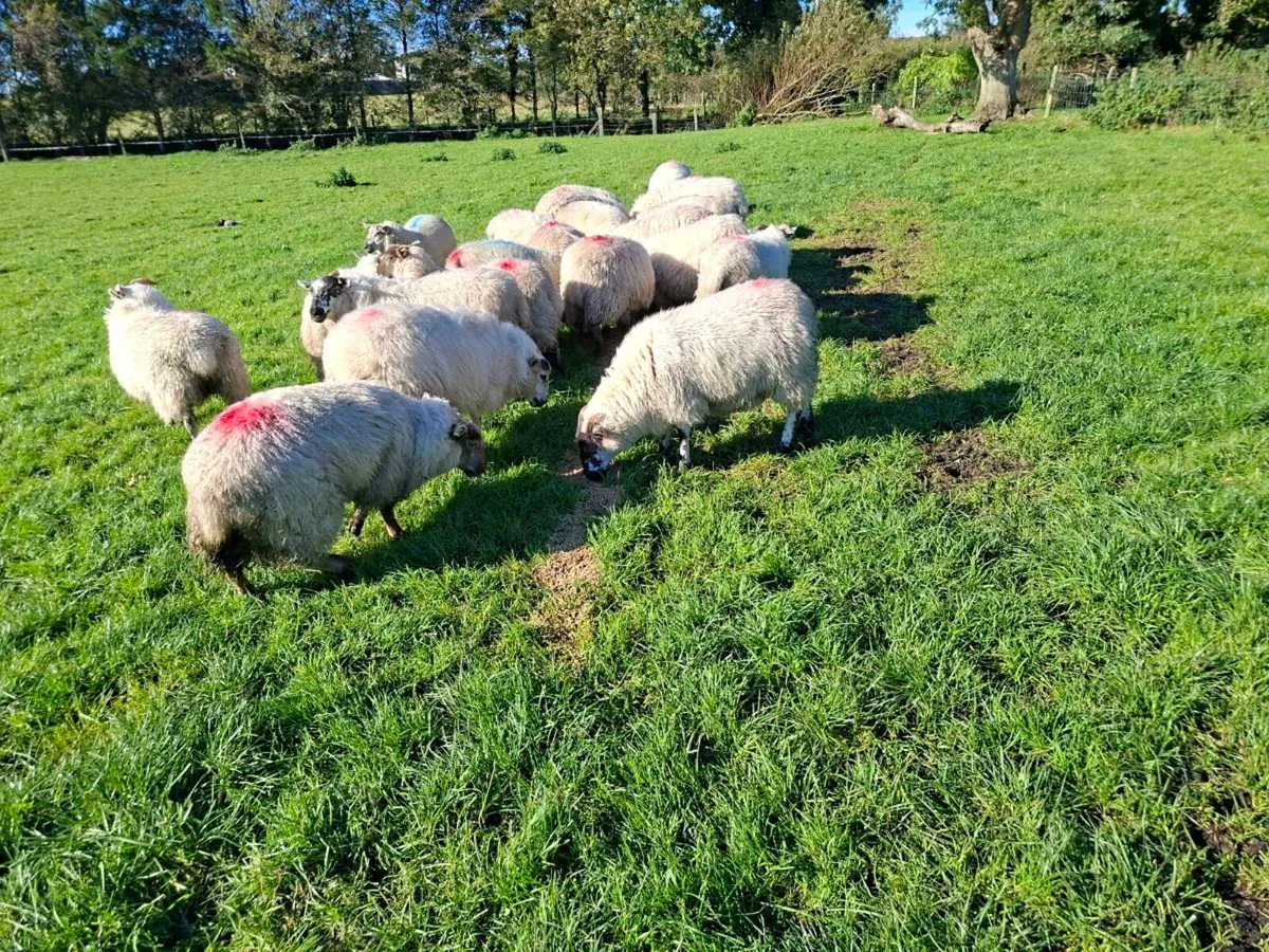 Ewe lambs and ram lambs - Image 1