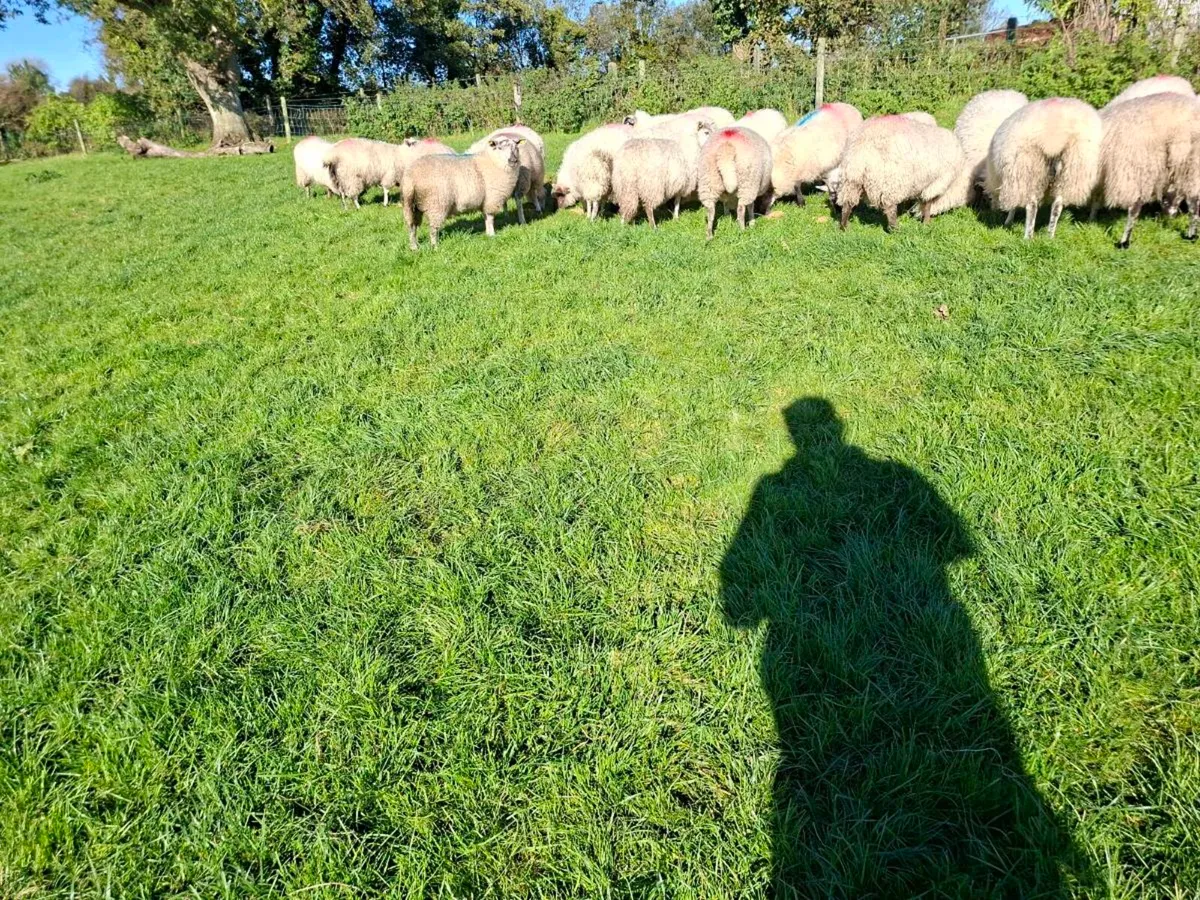 Ewe lambs and ram lambs - Image 2