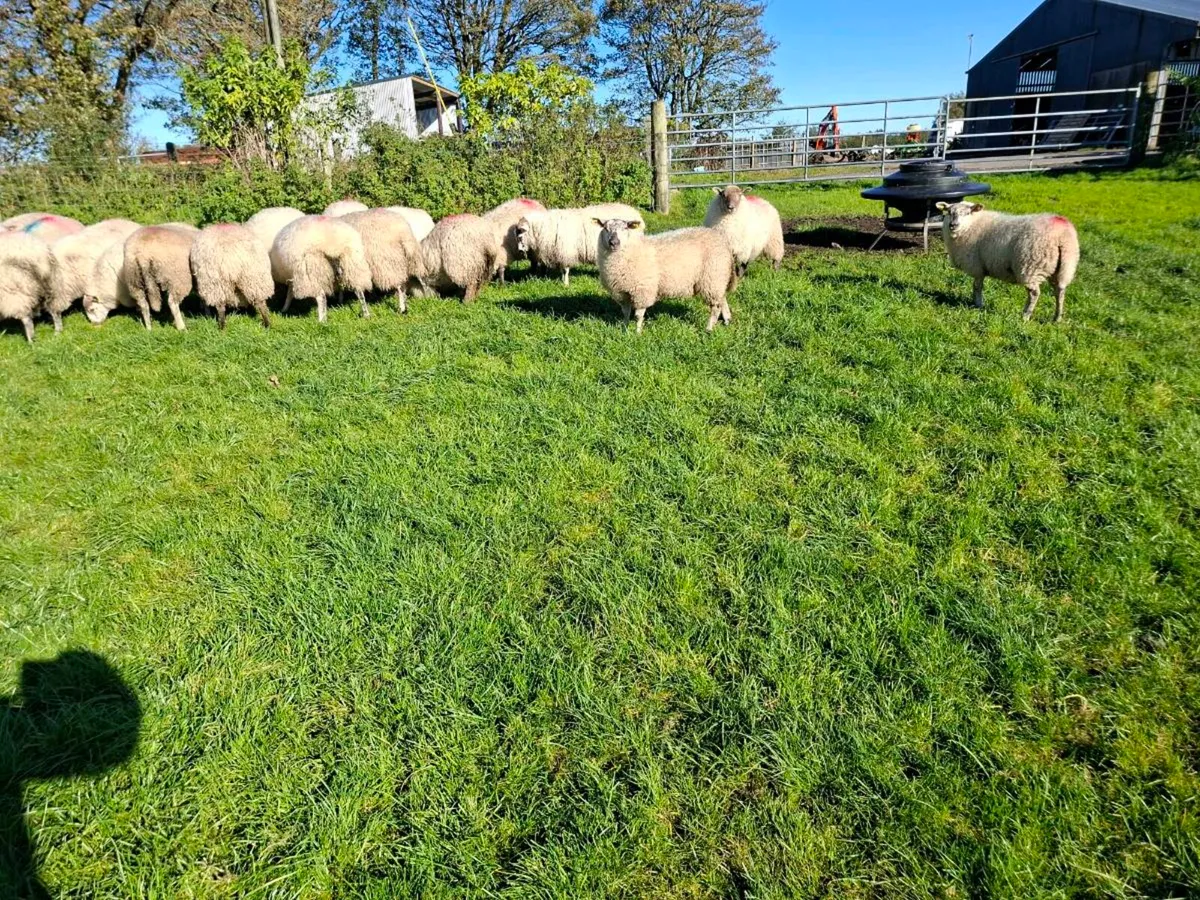 Ewe lambs and ram lambs - Image 3