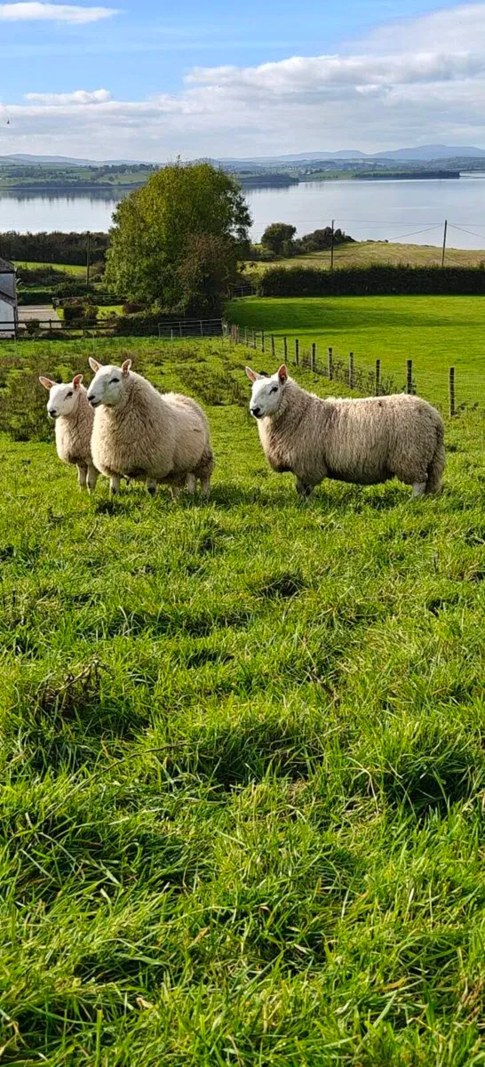 Cheviot Ram Lambs - Image 2