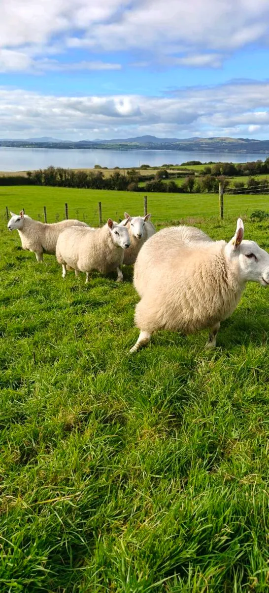Cheviot Ram Lambs - Image 3