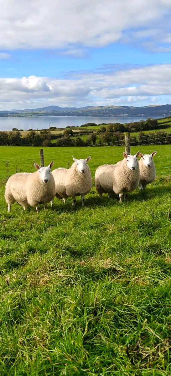 Cheviot Ram Lambs - Image 1