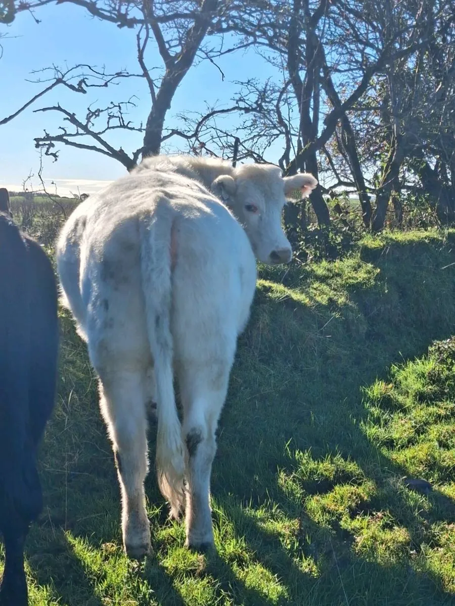 In Calf Heifers - Image 2