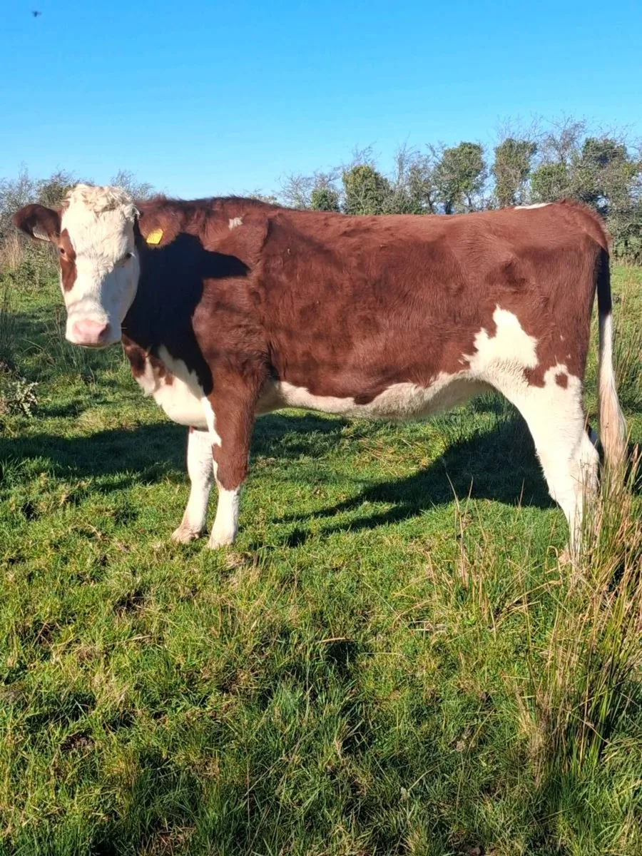 In Calf Heifers - Image 3