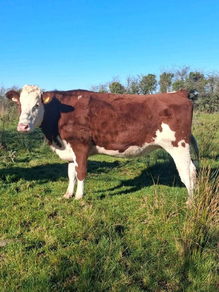 In Calf Heifers - Image 4