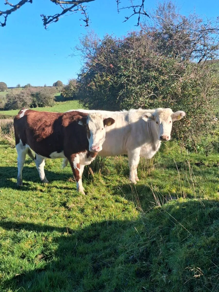 In Calf Heifers - Image 1
