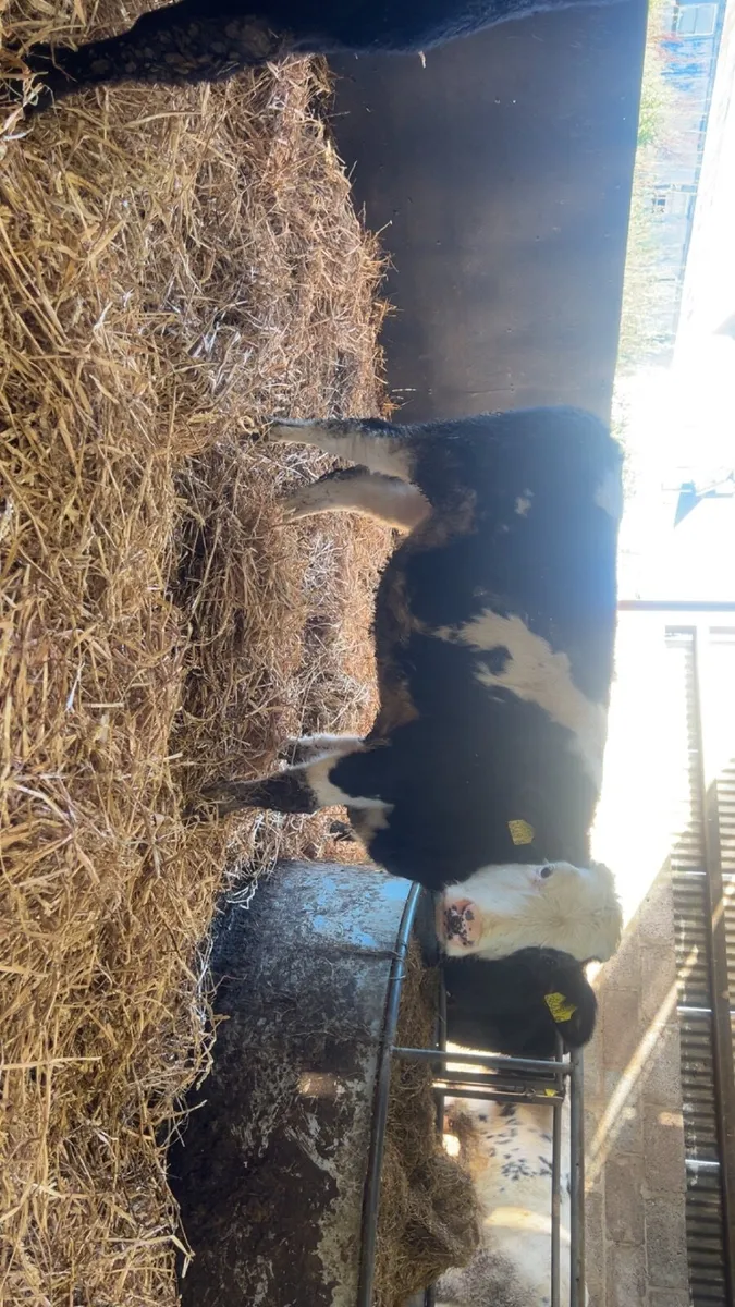 Calves - Image 3