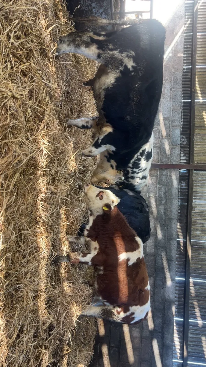 Calves - Image 4