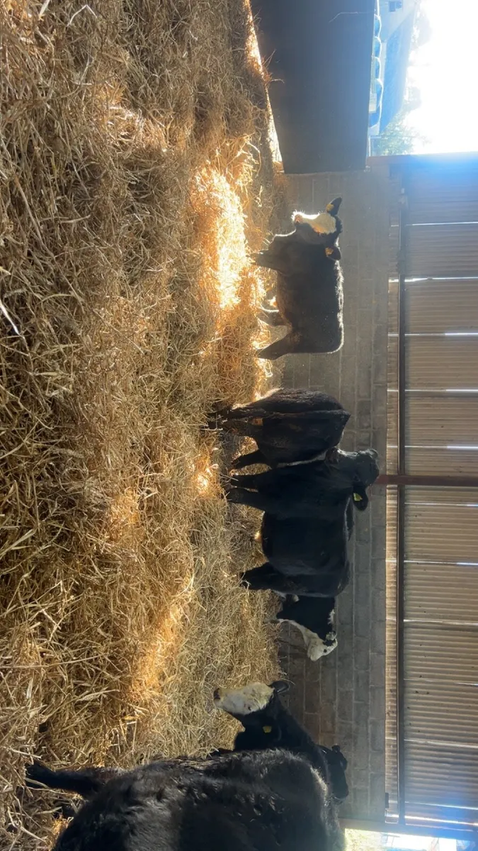 Calves - Image 1