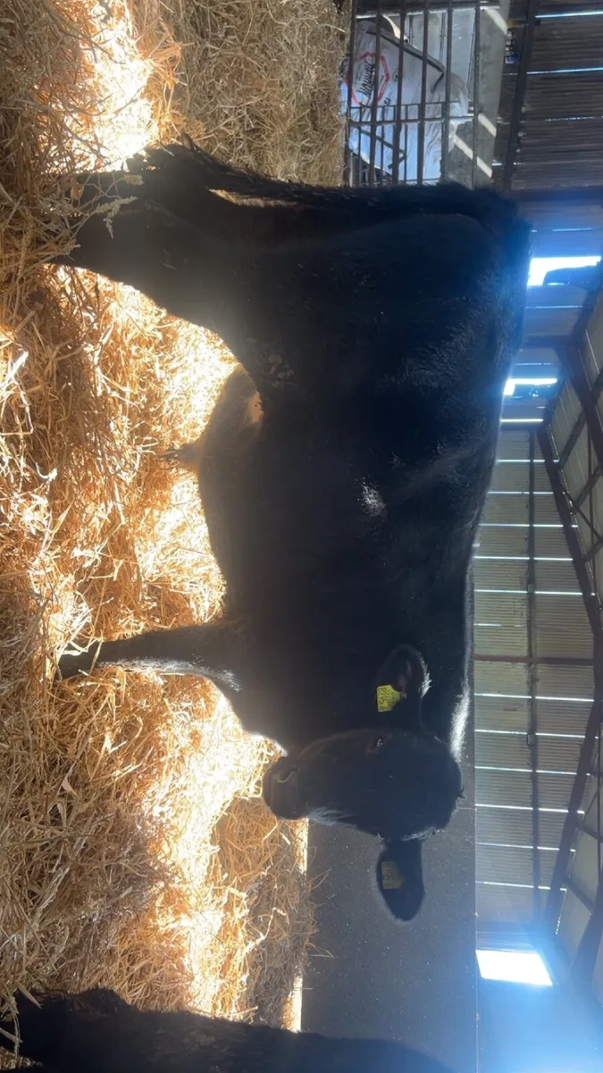 Calves - Image 2