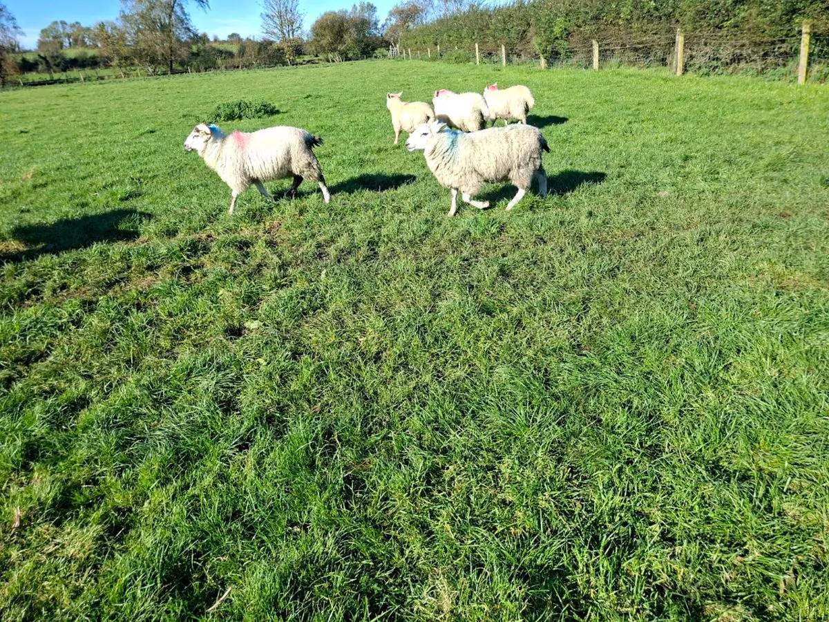 Ewe lambs and ram lambs - Image 4