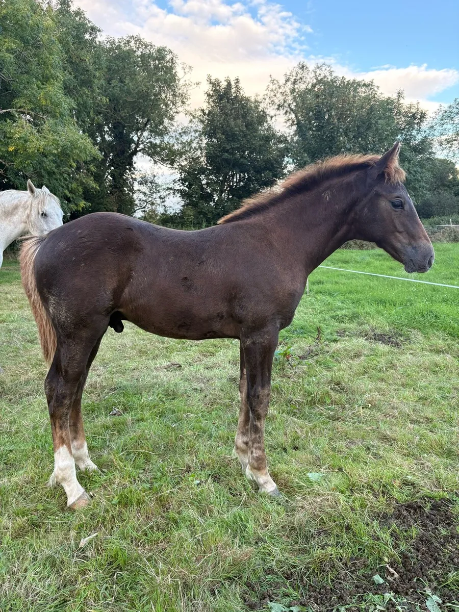 Irish Draught Colt - Image 1