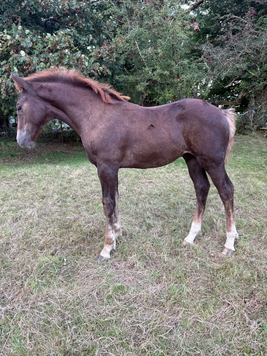 Irish Draught Colt - Image 2