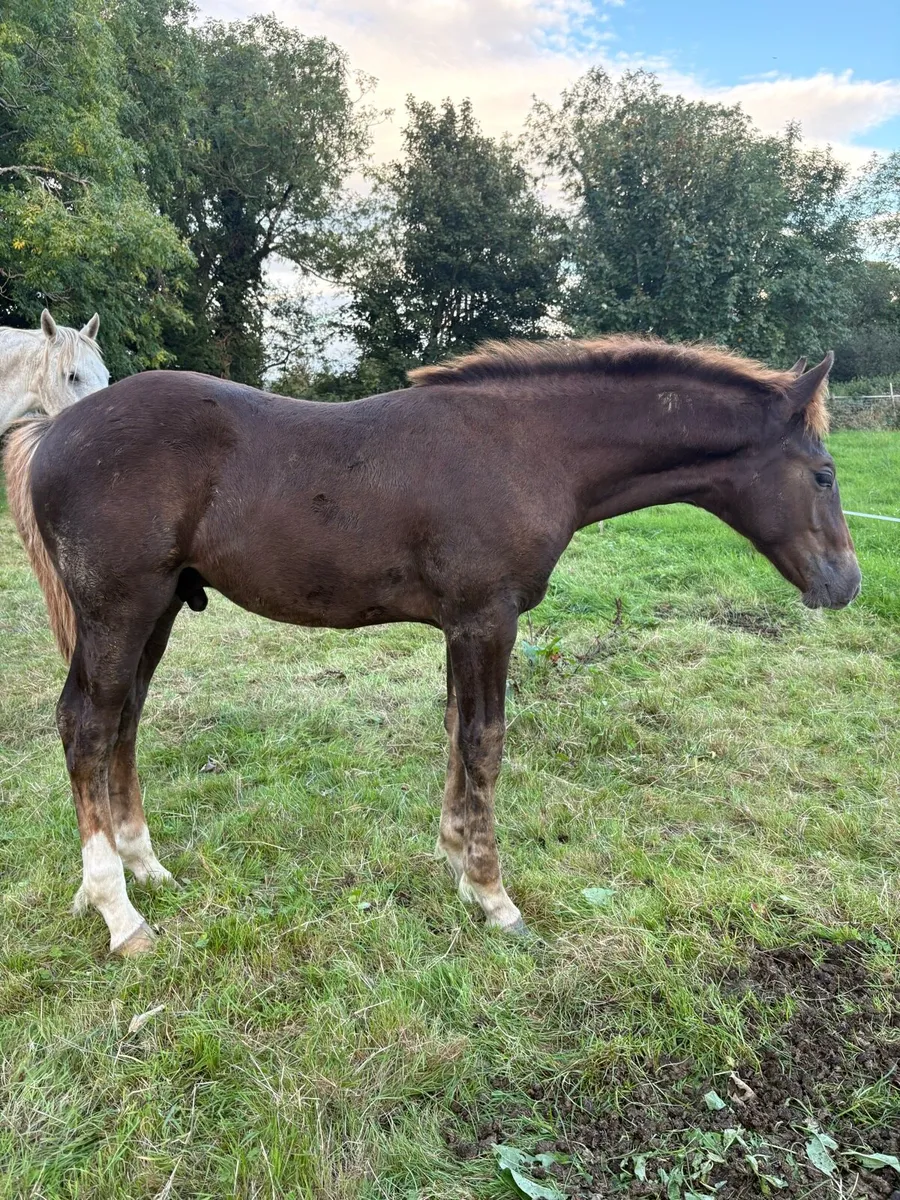 Irish Draught Colt - Image 3