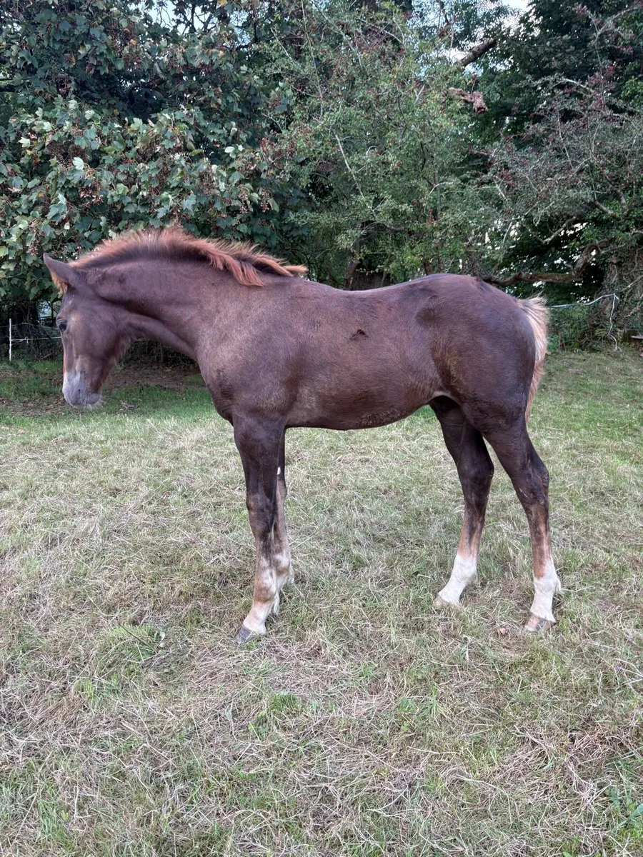 Irish Draught Colt - Image 4