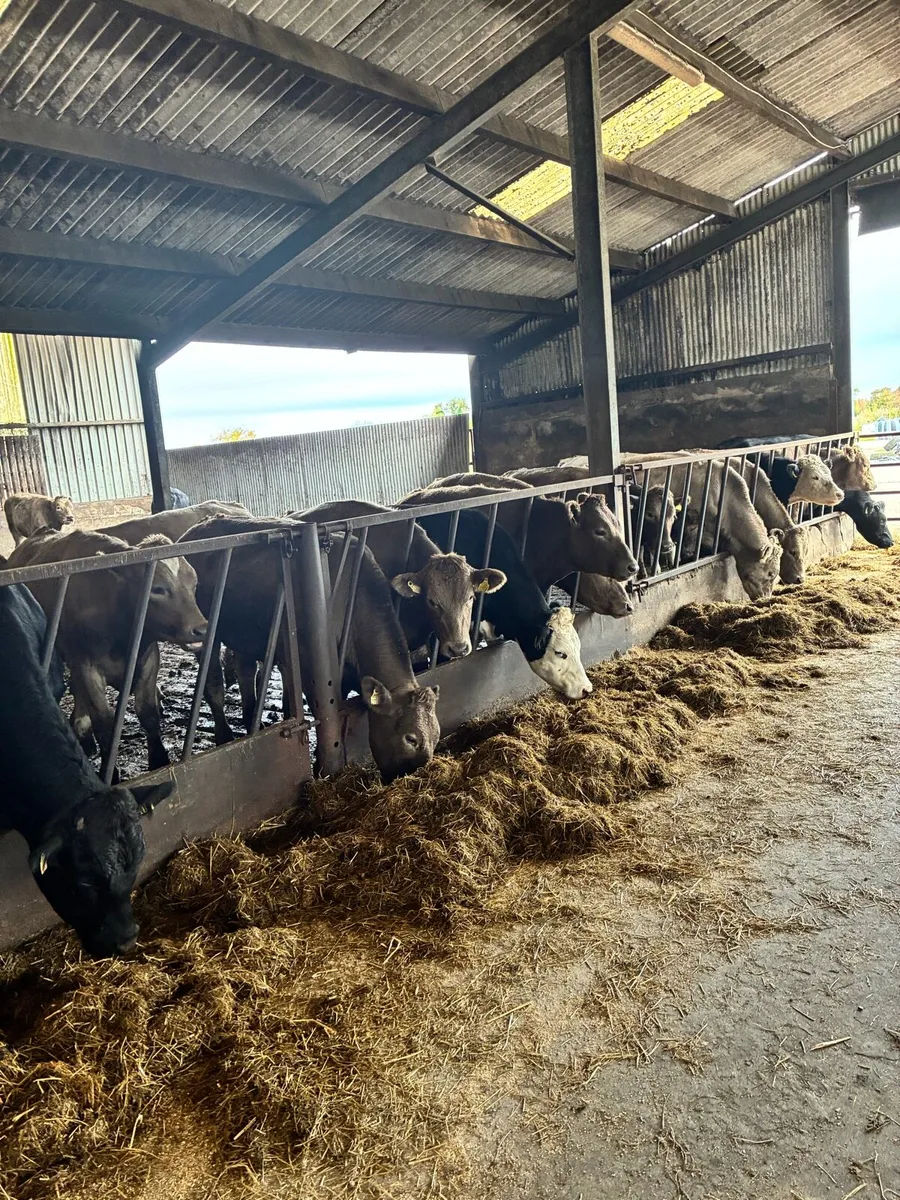 Bullocks - Image 1