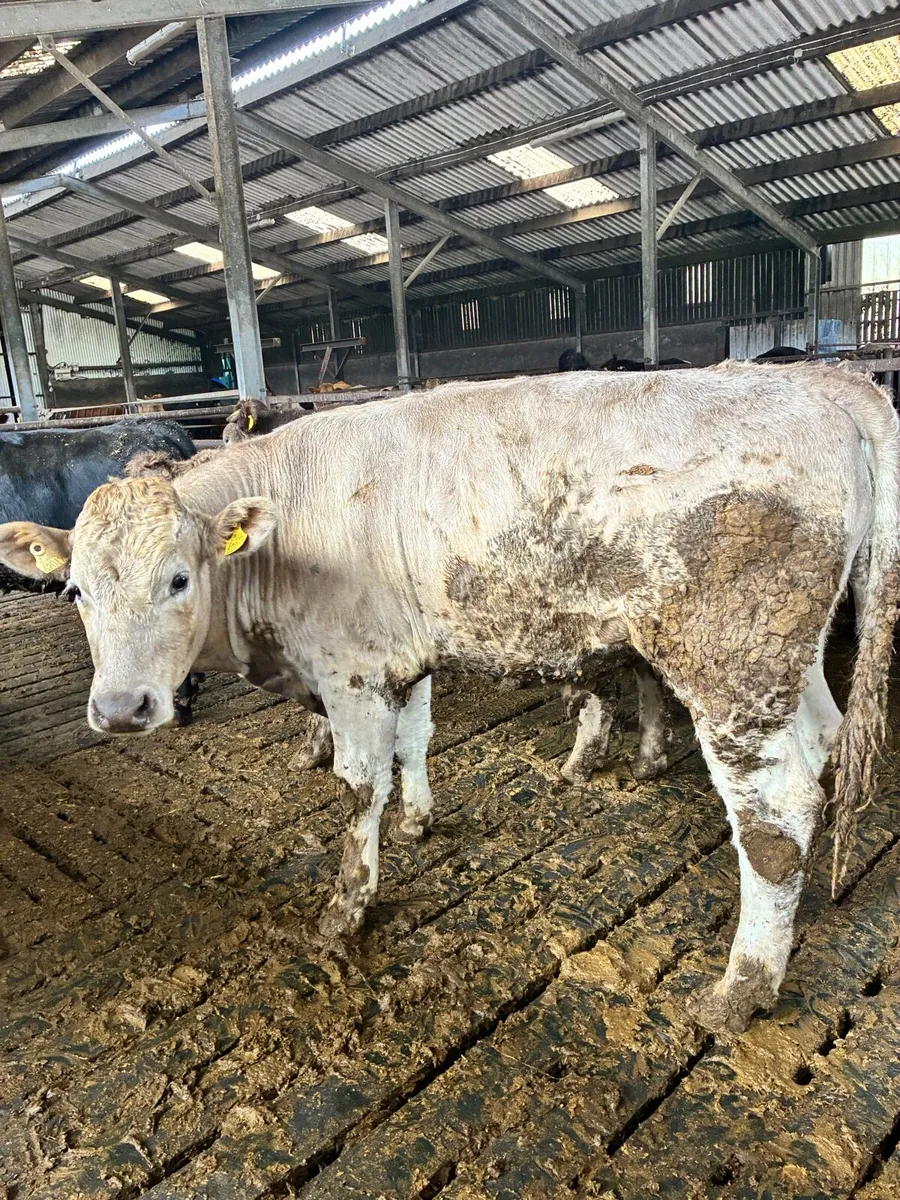Bullocks - Image 2