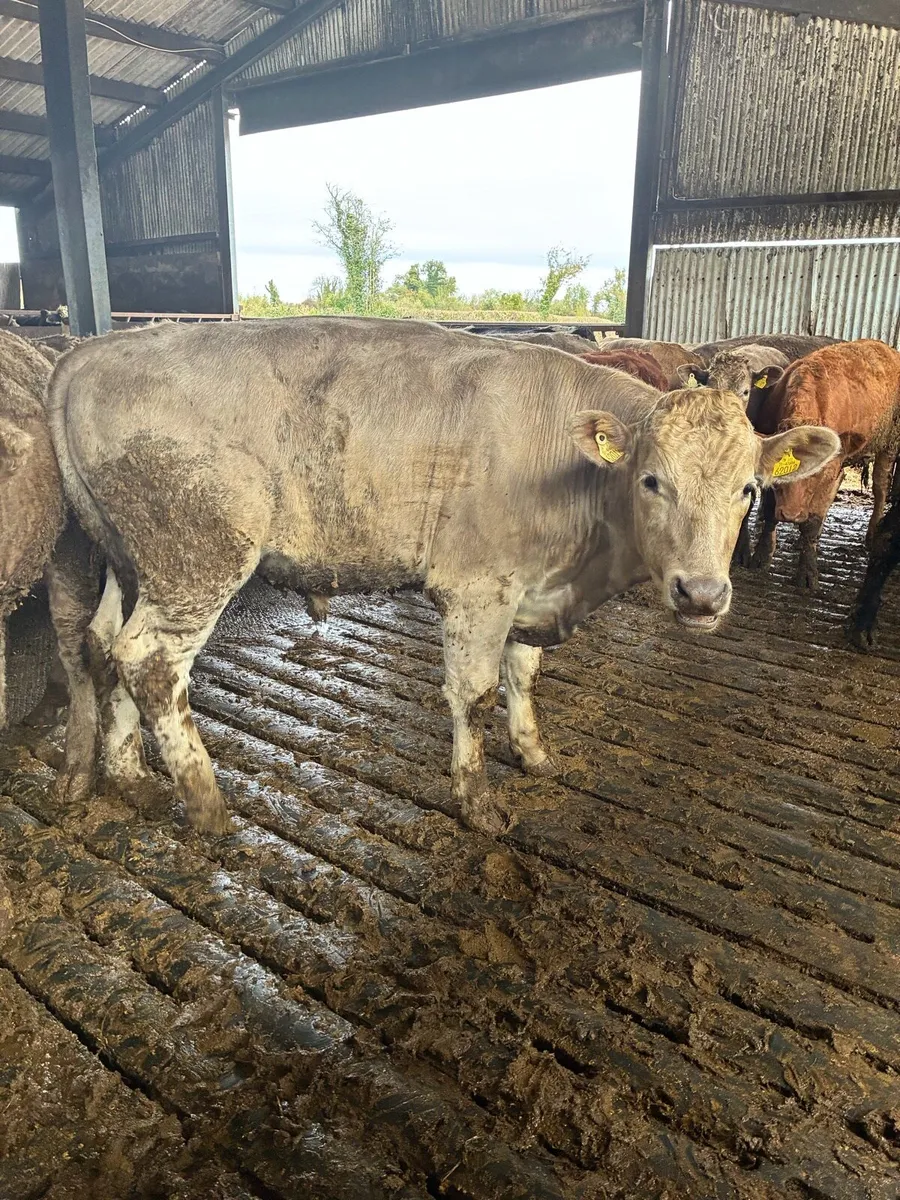 Bullocks - Image 3