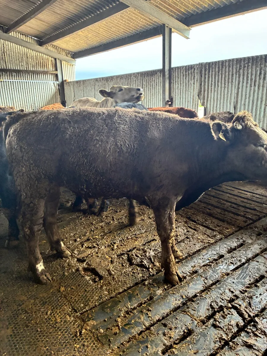 Bullocks - Image 4