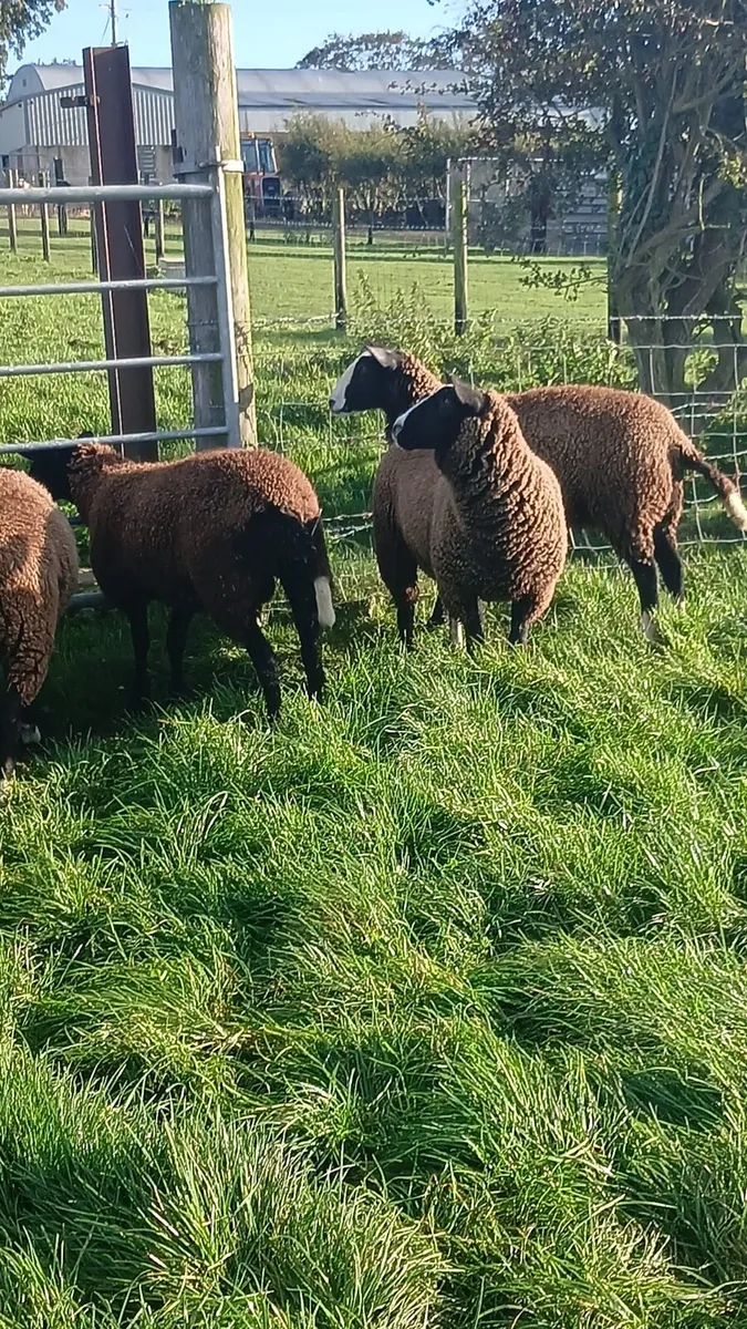 PBNR Zwartble ewe lambs - Image 1