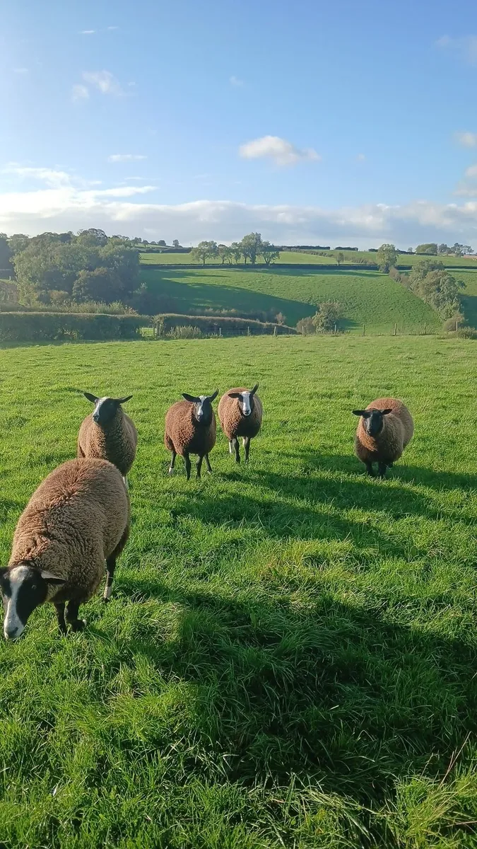 PBNR Zwartble ewe lambs - Image 2