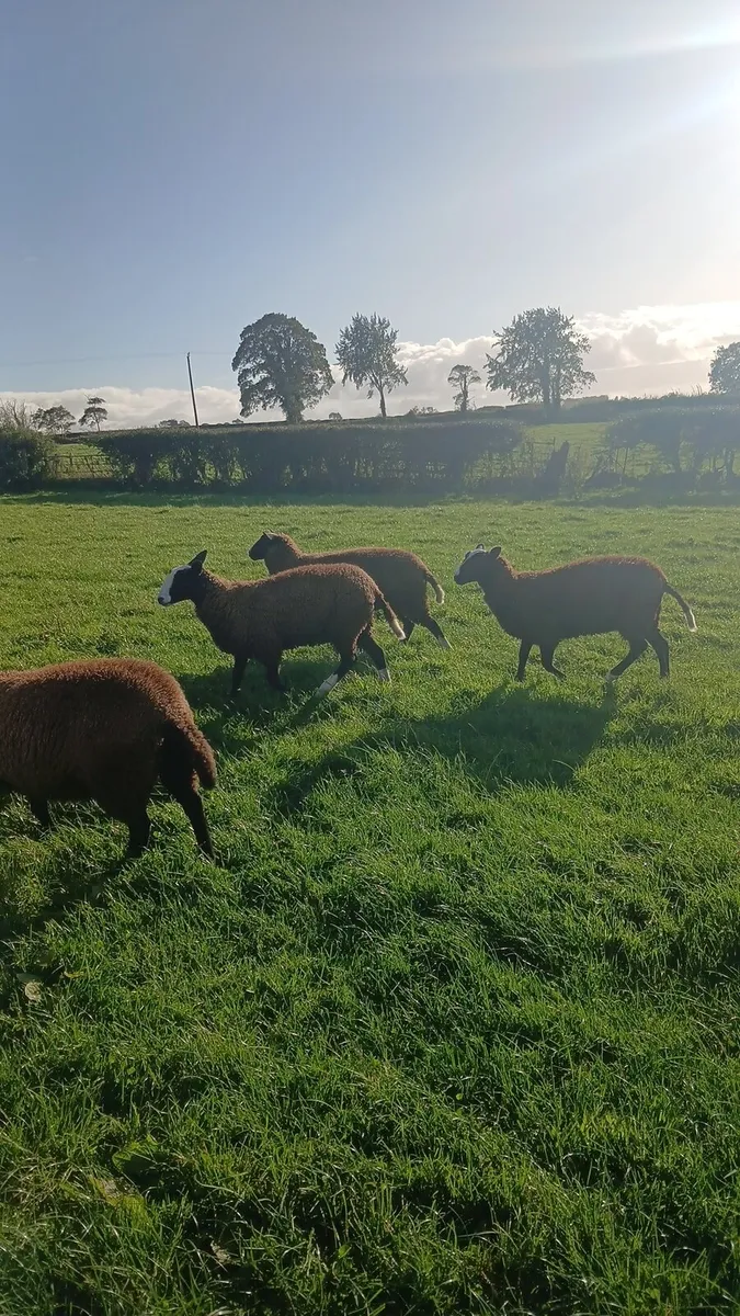 PBNR Zwartble ewe lambs - Image 3