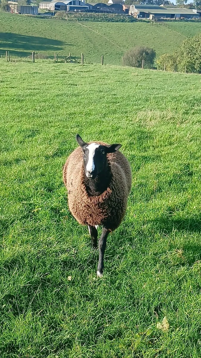 PBNR Zwartble ewe lambs - Image 4