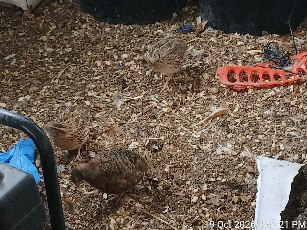 Poultry mix for sale - Image 4