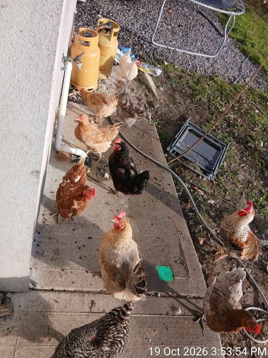 Poultry mix for sale - Image 1