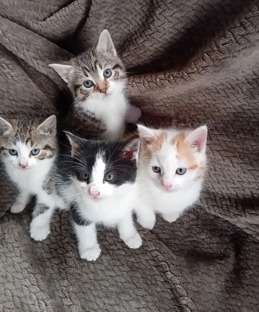Kittens - Image 1