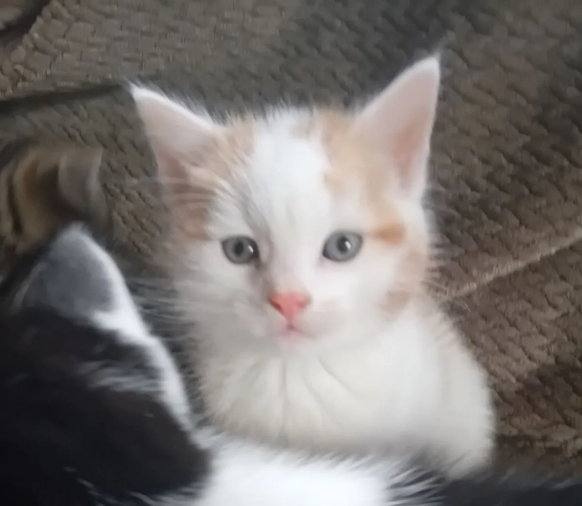 Kittens - Image 2