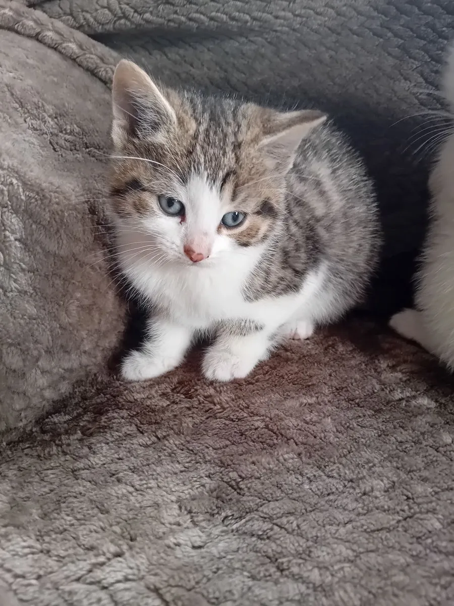Kittens - Image 3