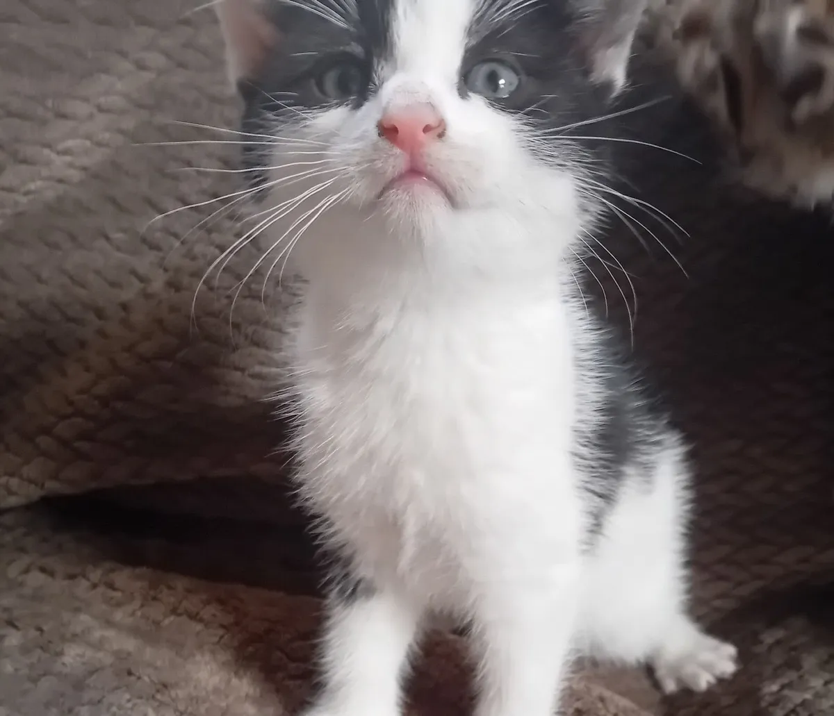Kittens - Image 4