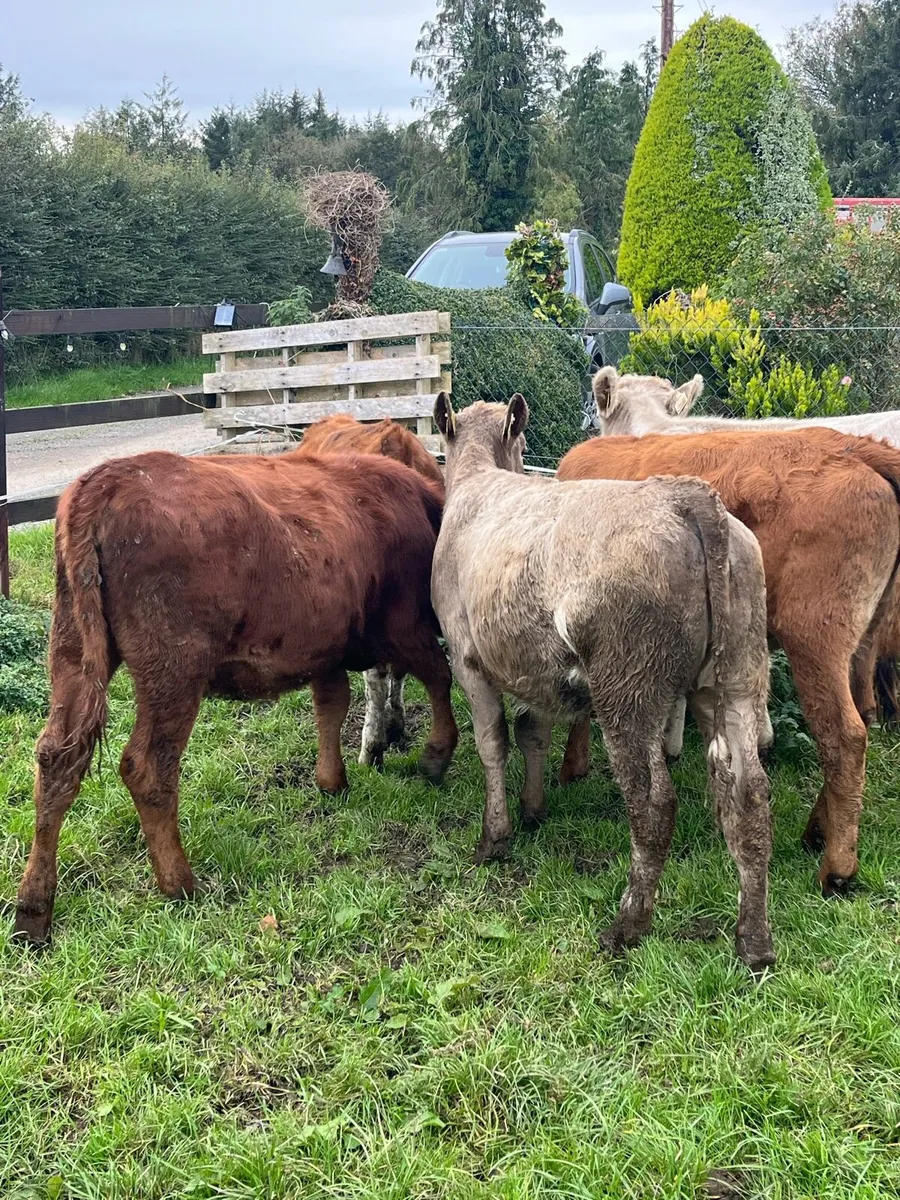 6 continental heifers (200kg) - Image 1