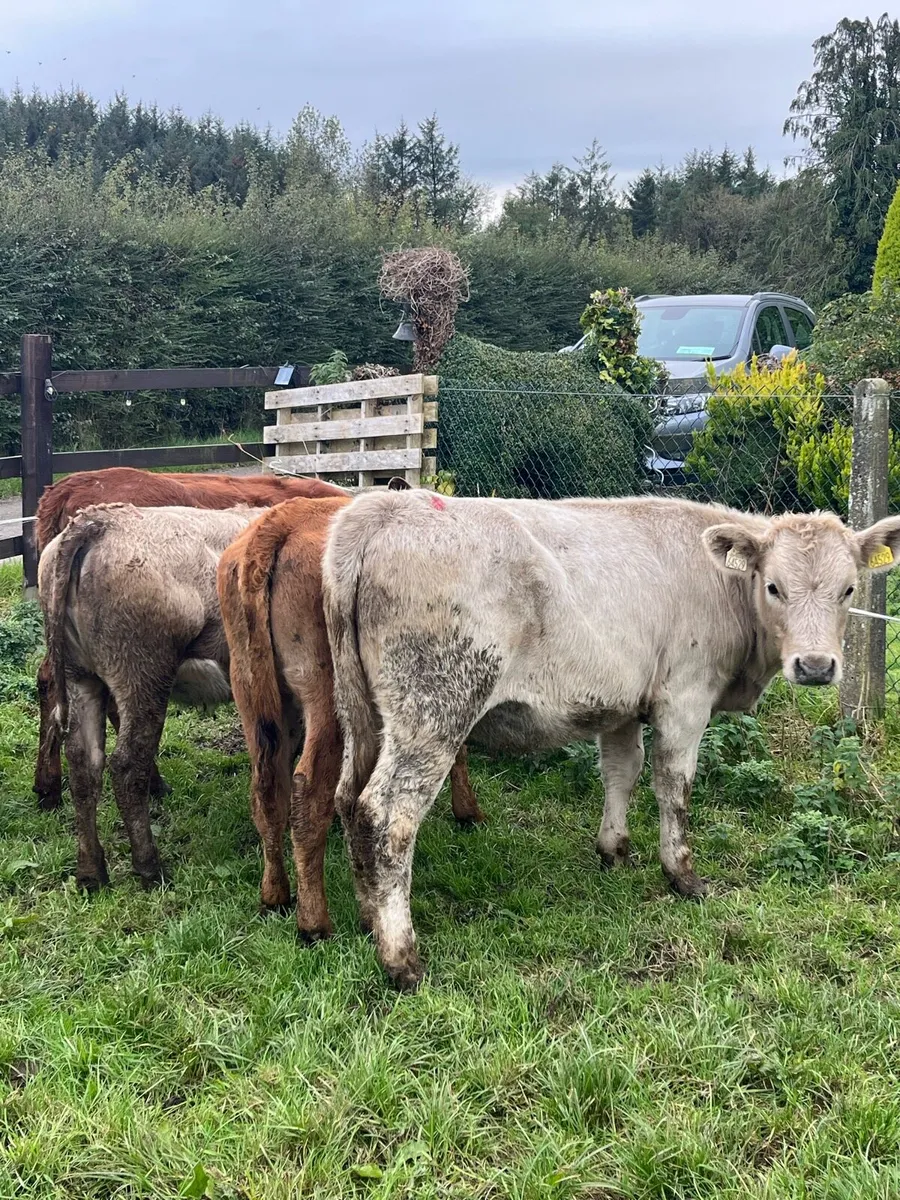 6 continental heifers (200kg) - Image 2