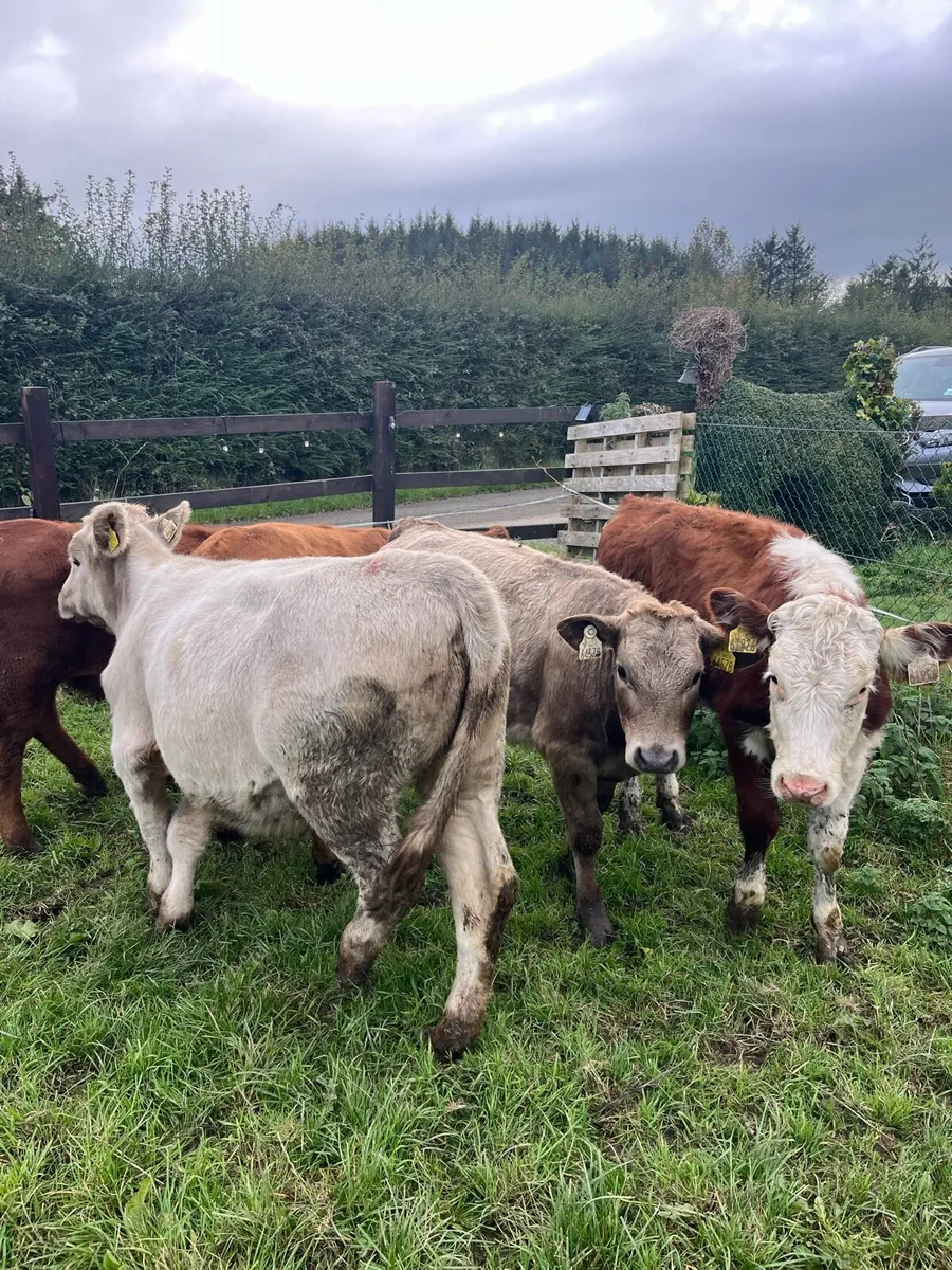 6 continental heifers (200kg) - Image 3