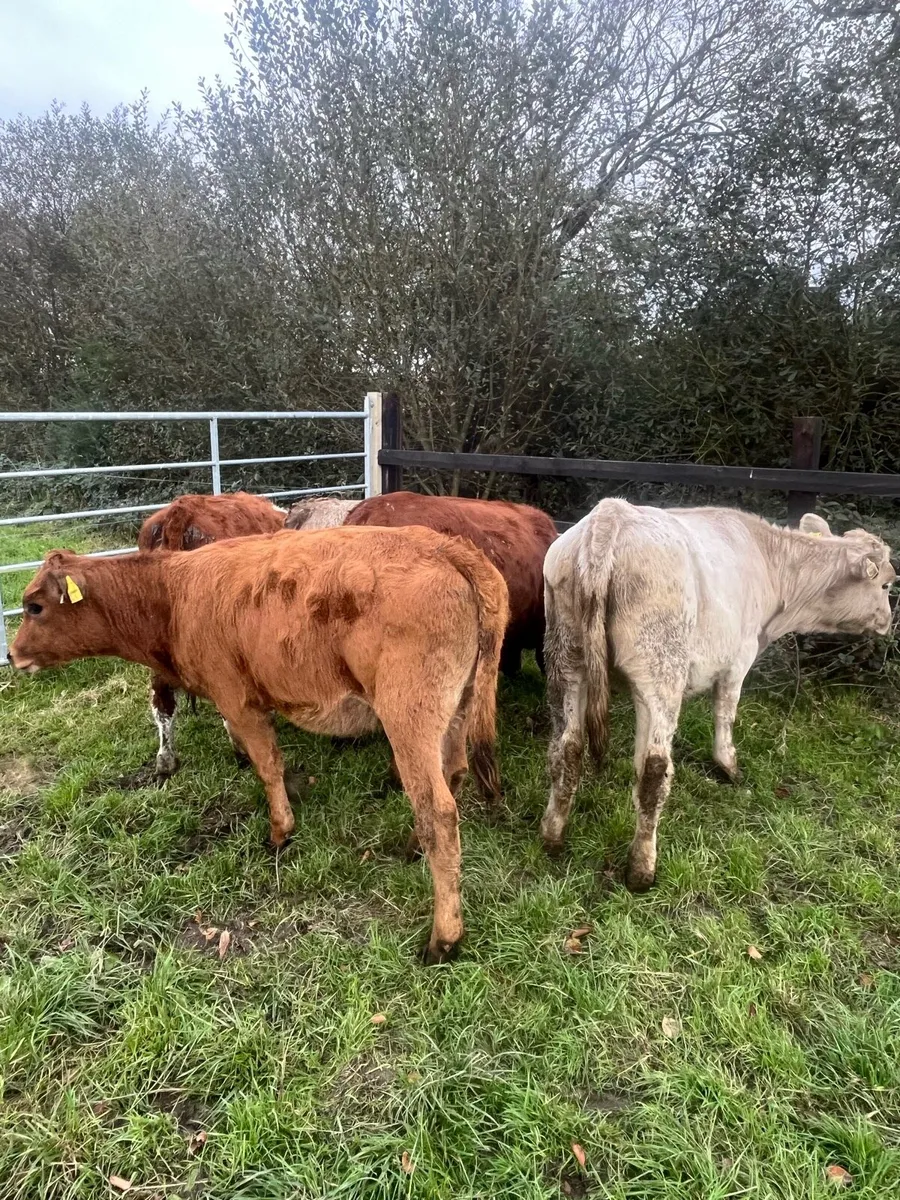 6 continental heifers (200kg) - Image 4