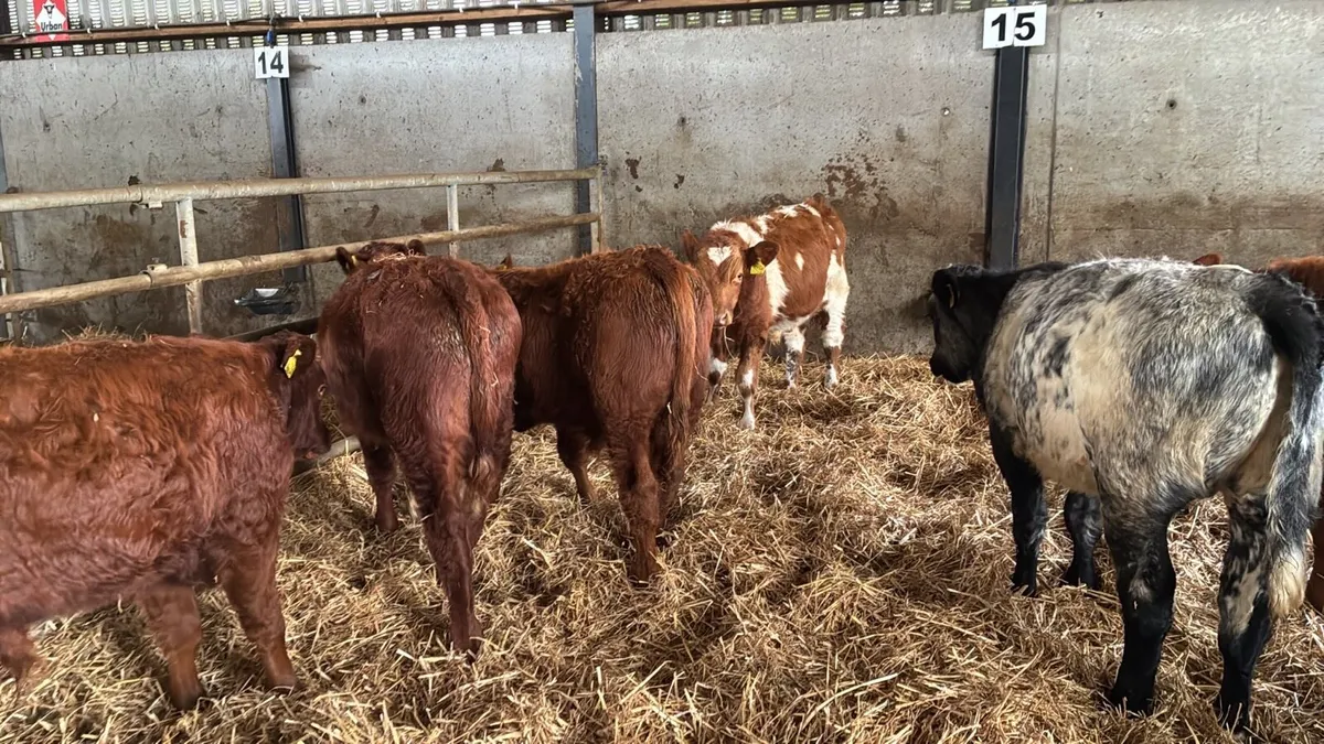 8 super limosin bull weanlings - Image 1