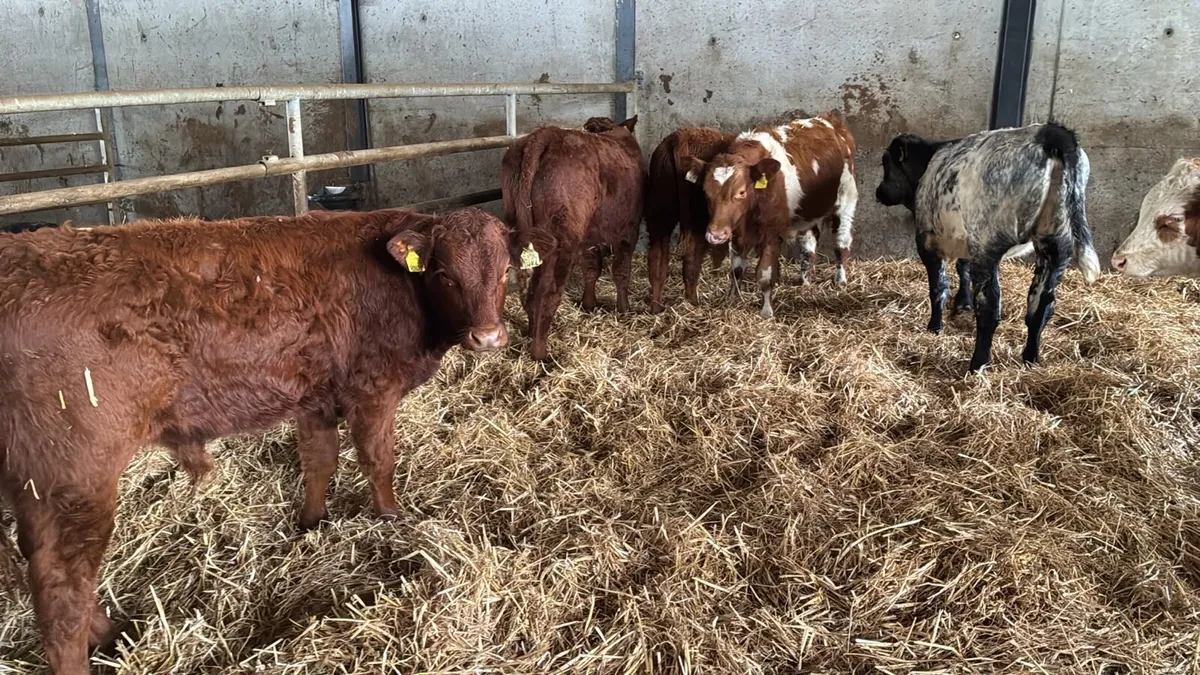 8 super limosin bull weanlings - Image 2