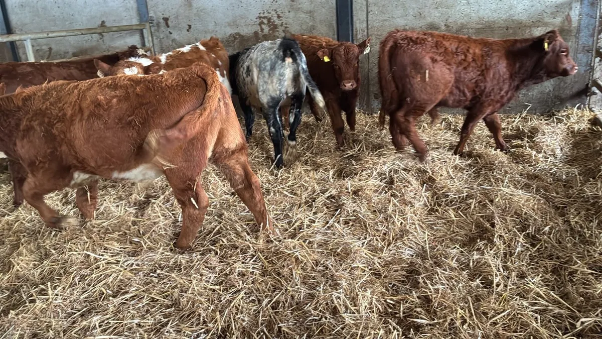 8 super limosin bull weanlings - Image 3