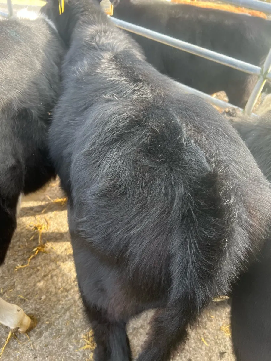 Heifer weanlings for sale - Image 1