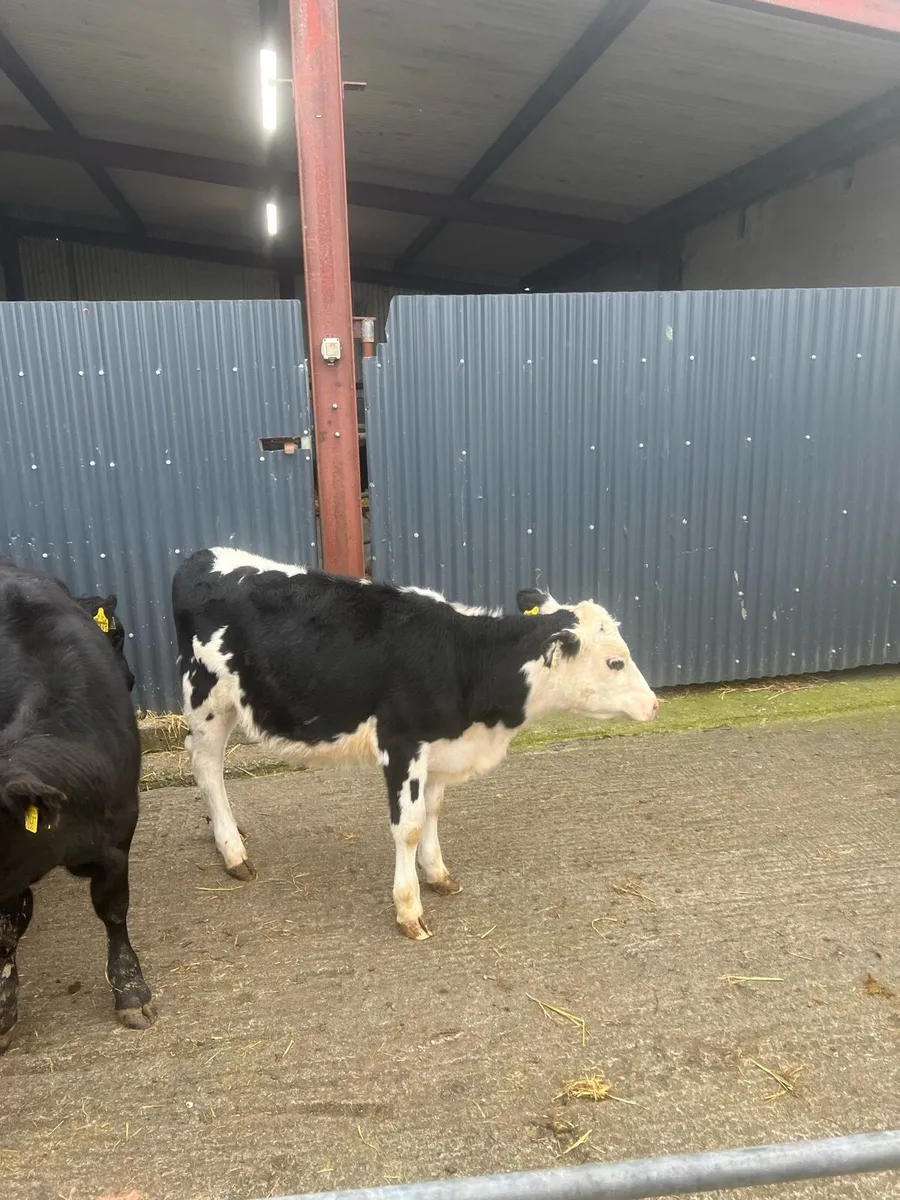 Heifer weanlings for sale - Image 2