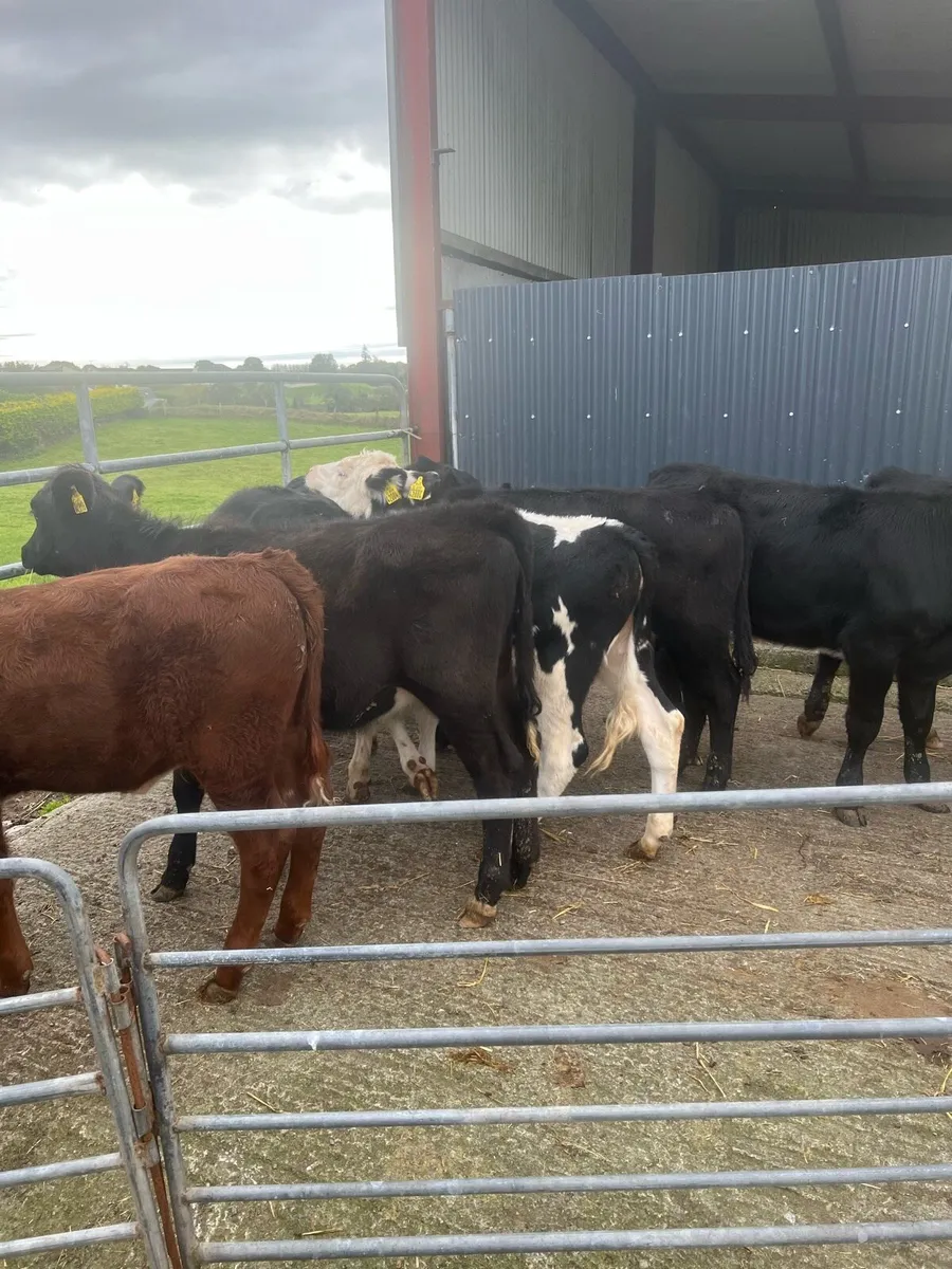 Heifer weanlings for sale - Image 3
