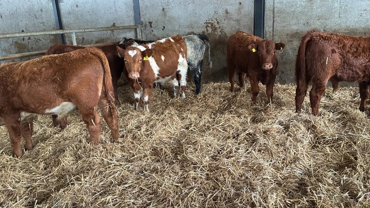 8 super limosin bull weanlings - Image 4