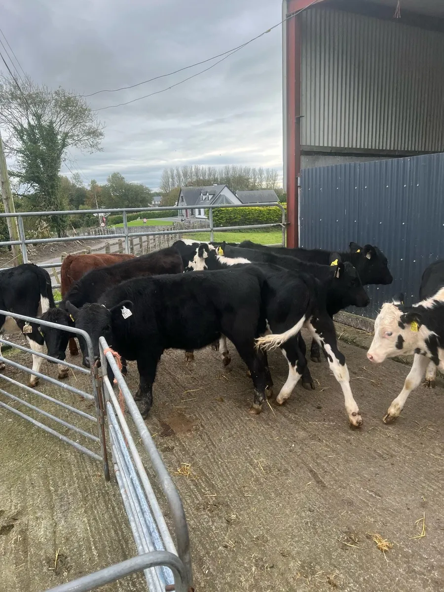 Heifer weanlings for sale - Image 4