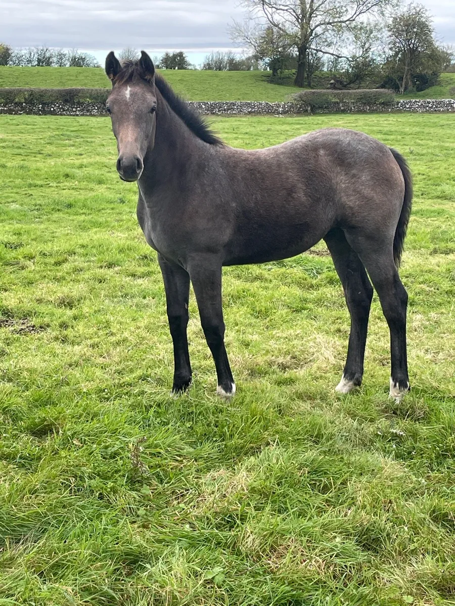 Foal - Image 1