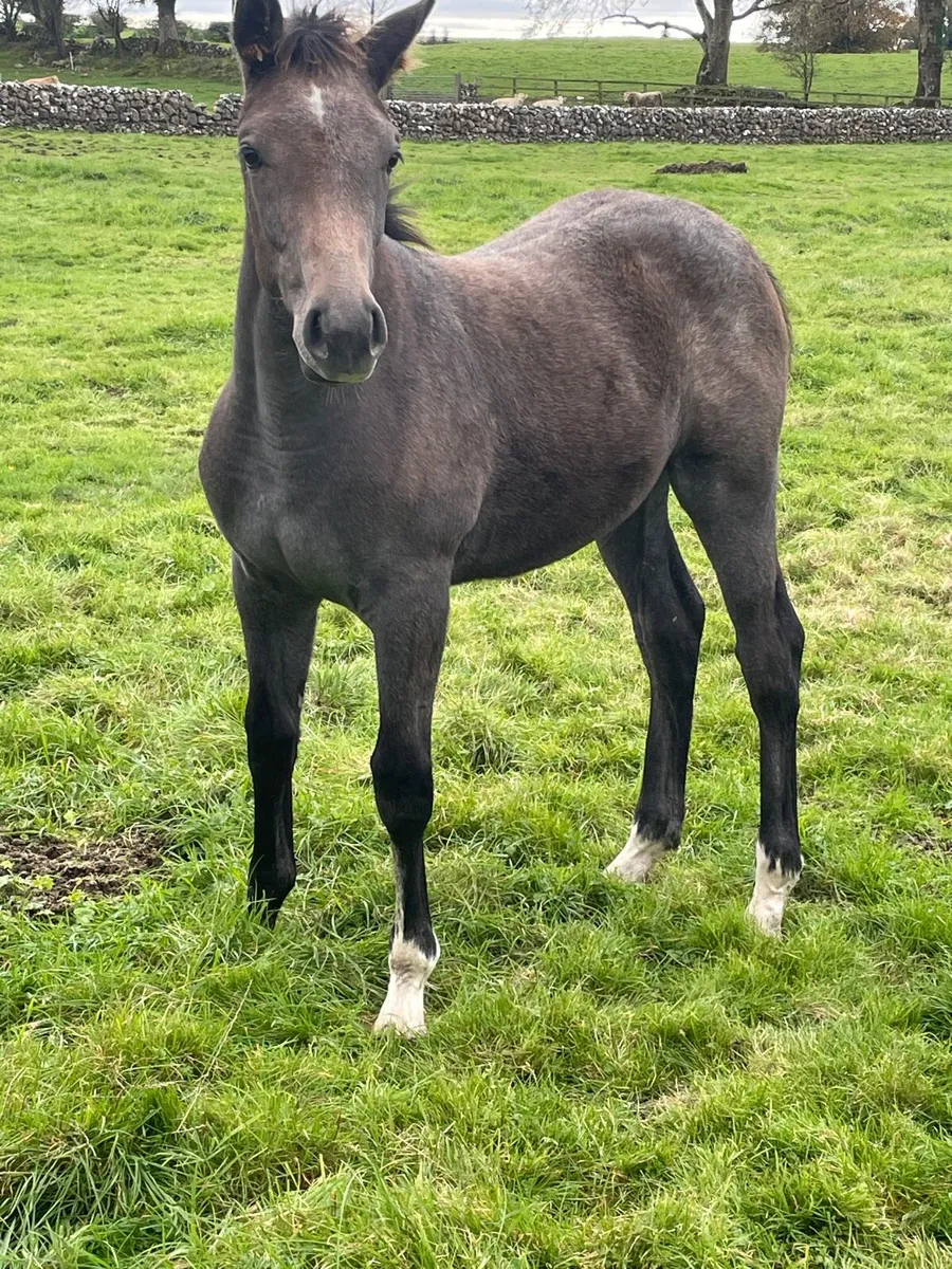 Foal - Image 2