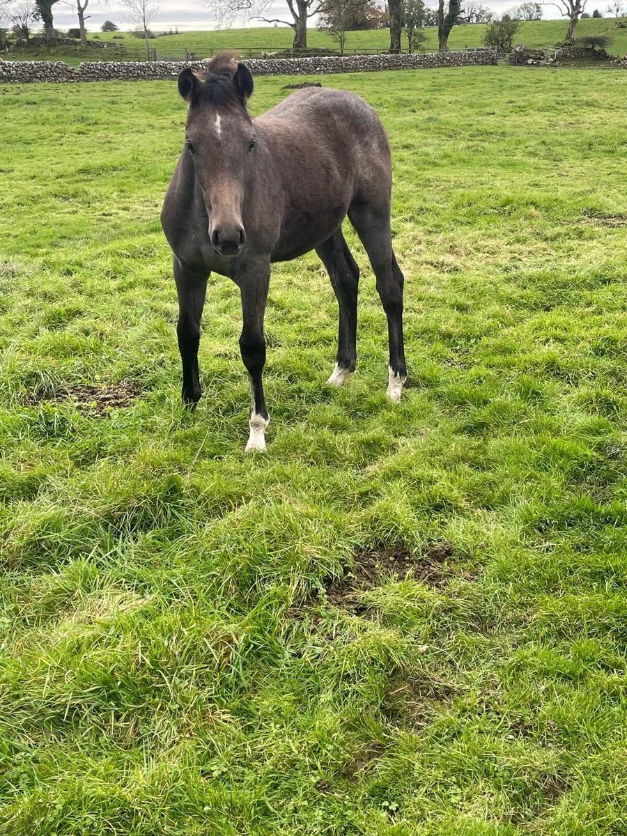 Foal - Image 3