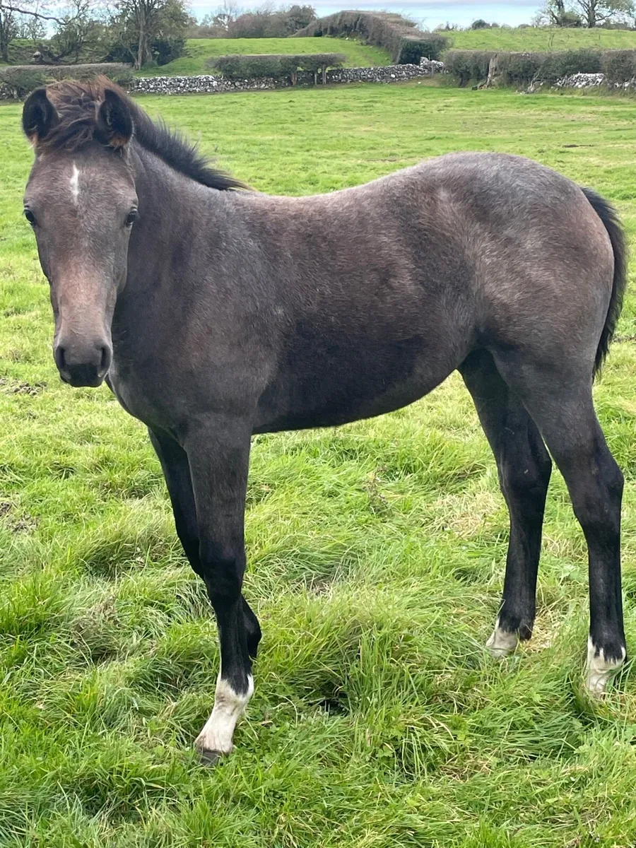 Foal - Image 4