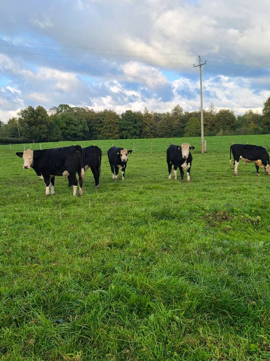 12 Hereford and 6 Angus bullocks - Image 1